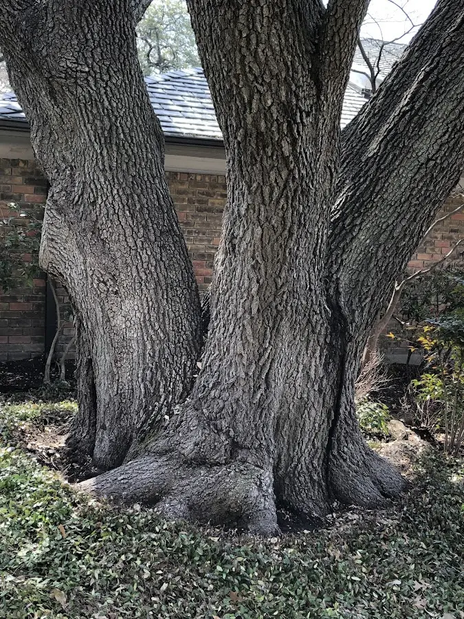 Mature heritage tree close to a Anawalt property cared for by certified arborists